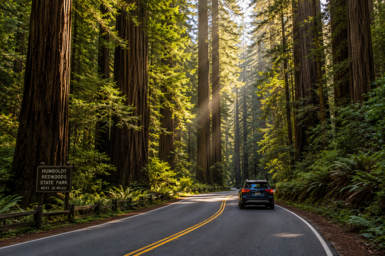 Best Redwoods Scenic Drives Beyond Avenue of the Giants